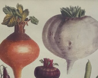 Fruit & Vegetable Vintage Print 8 x 10.75 inches from Vilmorin,Paris 1897, Very Rare! Includes Mat 11 x 14 inches