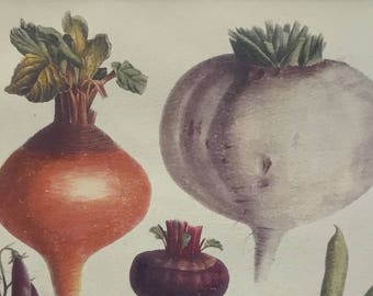 Fruit & Vegetable Vintage Print 8 x 10.75 inches from Vilmorin,Paris 1897, Very Rare! Includes Mat 11 x 14 inches