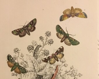 Plate No.22 Victorian Era Original Print, The Genera of British Moths by H. Noel Humphreys, 7x10.5 in. 1859, London, Includes Description