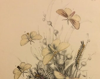 Plate No.11, Victorian Era Original Print, The Genera of British Moths by H. Noel Humphreys, 7x10.5 in. 1859, London, Includes Description