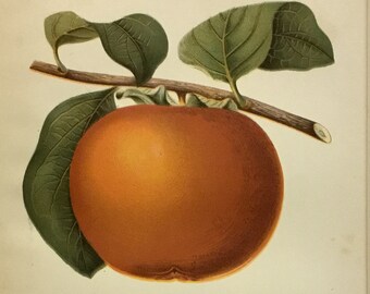 Dai Dai Bitter Orange (Asian) Original Print By WM Prestele, Created for USDA, Pomologival Division 1891, 5.5x8.5 in with mat 9x12in.