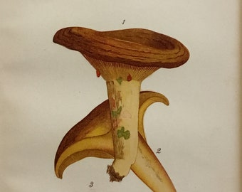 Saffron Milkcap Mushroom Print ( Lactarius Deliciosus) By L.Krueger from Report of the Microscopist, USDA 1891, 5.5x8.5 in with mat 9x12in.