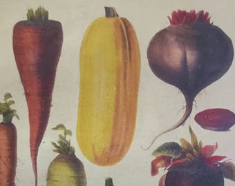 Fruit & Vegetable Vintage Print 8 x 10.75 inches from Vilmorin,Paris 1897, Very Rare! Includes Mat 11 x 14 inches