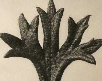 Urformen der Kunst:Photographische Pflanzenbilder (Art Forms In Nature) Pg. 35, Berlin, 1928 By Karl Blossfeldt (Photographer, Author)