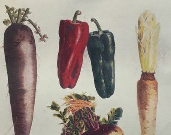 Fruit & Vegetable Vintage Print 8 x 10.75 inches from Vilmorin,Paris 1897, Very Rare! Includes Mat 11 x 14 inches