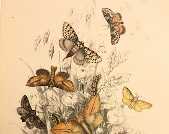 Plate No.9, Victorian Era Original Print, The Genera of British Moths by H. Noel Humphreys, 7x10.5 in. 1859, London, Includes Description