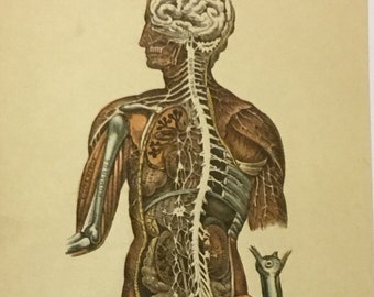 Medical & Anatomy Illustration Plate I Back and Side View of Central Nervous System, 4.75x7.5 inches, 1896