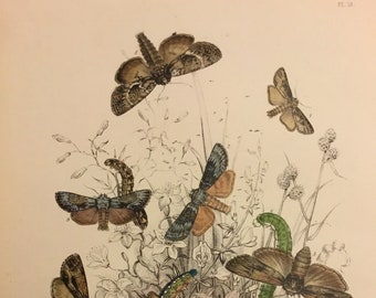 Plate No.18, Victorian Era Original Print, The Genera of British Moths by H. Noel Humphreys, 7x10.5 in. 1859, London, Includes Description