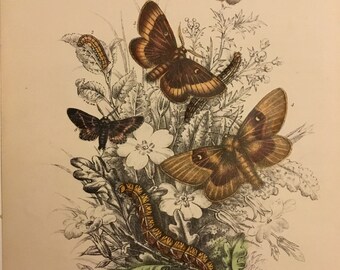 Plate No.8, Victorian Era Original Print, The Genera of British Moths by H. Noel Humphreys, 7x10.5 in. 1859, London, Includes Description