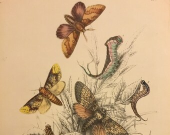 Plate No.7, Victorian Era Original Print, The Genera of British Moths by H. Noel Humphreys, 7x10.5 in. 1859, London, Includes Description