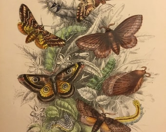 Plate No.6, Victorian Era Original Print, The Genera of British Moths by H. Noel Humphreys, 7x10.5 in. 1859, London, Includes Description