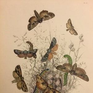 Plate No.18, Victorian Era Original Print, The Genera of British Moths by H. Noel Humphreys, 7x10.5 in. 1859, London, Includes Description