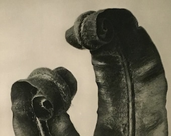 Urformen der Kunst:Photographische Pflanzenbilder (Art Forms In Nature) Pg. 36, Berlin, 1928 By Karl Blossfeldt (Photographer, Author)