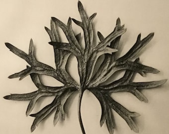 Urformen der Kunst:Photographische Pflanzenbilder (Art Forms In Nature) Pg. 31, Berlin, 1928 By Karl Blossfeldt (Photographer, Author)