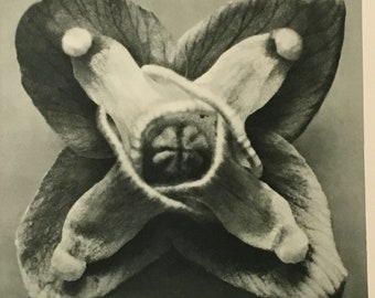Urformen der Kunst:Photographische Pflanzenbilder (Art Forms In Nature) Pg. 72, Berlin, 1928 By Karl Blossfeldt (Photographer, Author)