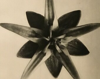 Urformen der Kunst:Photographische Pflanzenbilder (Art Forms In Nature) Pg. 69, Berlin, 1928 By Karl Blossfeldt (Photographer, Author)