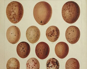 British Birds with their Nests and Eggs Plate XII, Printed in London, England 1896, Excellent Condition, 8.5x10.5 in. includes Mat 11x14 in.