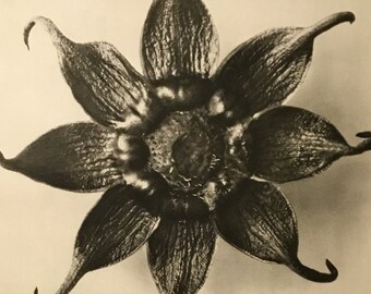 Urformen der Kunst:Photographische Pflanzenbilder (Art Forms In Nature) Pg. 32, Berlin, 1928 By Karl Blossfeldt (Photographer, Author)