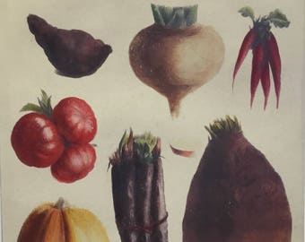 Fruit & Vegetable Vintage Print 8 x 10.75 inches from Vilmorin,Paris 1897, Very Rare! Includes Mat 11 x 14 inches