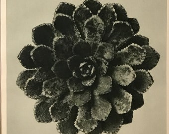Urformen der Kunst:Photographische Pflanzenbilder (Art Forms In Nature) Pg. 30, Berlin, 1928 By Karl Blossfeldt (Photographer, Author)