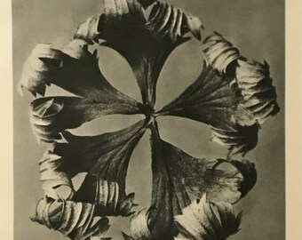 Urformen der Kunst:Photographische Pflanzenbilder (Art Forms In Nature) Pg. 42, Berlin, 1928 By Karl Blossfeldt (Photographer, Author)
