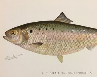 The Shad (Clupea Sapidissima) Original Lithograph Print by Sherman F. Denton, Fish & Game of NY, 1895-1907