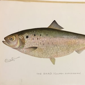 Può includere: Un'illustrazione dettagliata di un pesce alosa, noto anche come "Clupea sapidissima", con un corpo marrone chiaro e argentato e un dorso grigio scuro. Il pesce è raffigurato mentre nuota verso destra, con la pinna caudale estesa. L'illustrazione è firmata "Carter" nell'angolo in basso a sinistra.