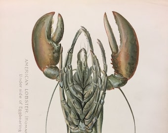 American Lobster (Homarus Americanus) Female Underside Lithograph Print by Sherman F. Denton, Fish & Game of NY, 1895-1907, Various Sizes