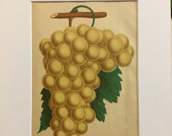 The Golden Pockington Grape Original Print from Vicks Monthly Magazine Volume IV, 1881, 5.5x8.5 in with mat 9x12in.