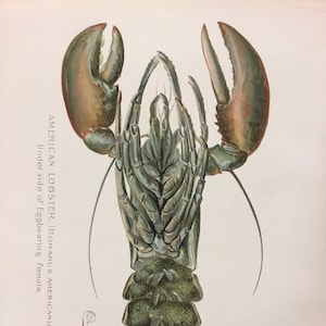 May include: A detailed illustration of an American lobster, Homarus americanus, showing the underside of the egg-bearing female. The lobster is depicted in a green and brown color scheme, with its claws raised in a defensive posture.