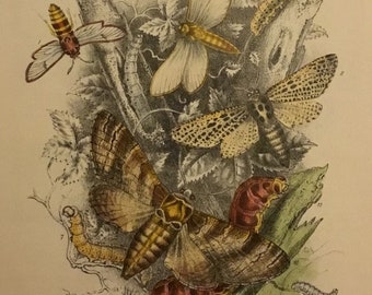 Plate No.4, Victorian Era Original Print, The Genera of British Moths by H. Noel Humphreys, 7x10.5 in. 1859, London, Includes Description