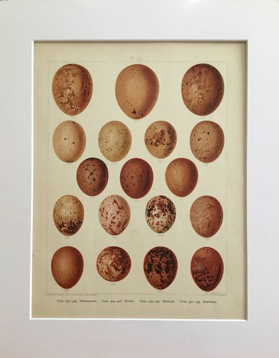 Bird Eggs no8 Easter Decoration Vintage Bird Egg Prints Antique bird egg plate