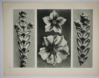 Art Forms in Nature by Karl Blossfeldt, Plate No. 70, 1929
