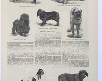 Prize Dogs From the Bench Show At Madison Square Garden, Harper’s Weekly, March 3, 1888