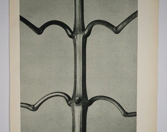 Art Forms in Nature by Karl Blossfeldt, Plate No. 19, 1929