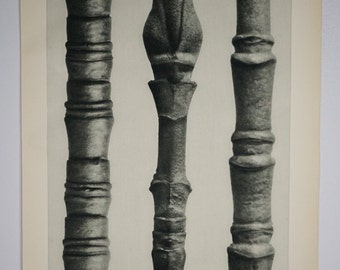 Art Forms in Nature by Karl Blossfeldt, Plate No. 15, 1929