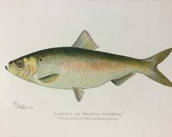 Alewife or Branch Herring (Ponolobus Pseudoharengus) Lithograph by Sherman F. Denton, Fish & Game of NY, 1895-1907, 9.5x12 inches