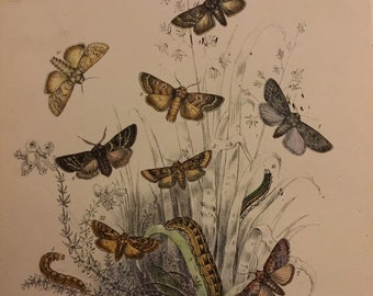 Plate No.16, Victorian Era Original Print, The Genera of British Moths by H. Noel Humphreys, 7x10.5 in. 1859, London, Includes Description