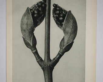 Art Forms in Nature by Karl Blossfeldt, Plate No. 22, 1929