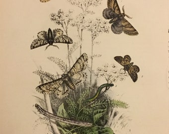 Plate No.32 Victorian Era Original Print, The Genera of British Moths by H. Noel Humphreys, 7x10.5 in. 1859, London, Includes Description