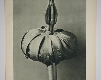 Art Forms in Nature by Karl Blossfeldt, Plate No. 76, 1929