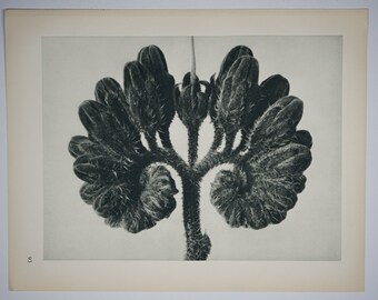 Art Forms in Nature by Karl Blossfeldt, Plate No. 93, 1929
