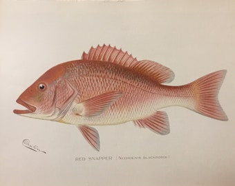 Red Snapper (Neomaenis Blackfordi) Original Lithograph by Sherman F. Denton, Fish & Game of NY, 1895-1907, 9.5x12inches