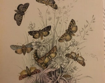Plate No.15, Victorian Era Original Print, The Genera of British Moths by H. Noel Humphreys, 7x10.5 in. 1859, London, Includes Description