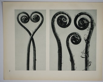 Art Forms in Nature by Karl Blossfeldt, Plate No. 54, 1929