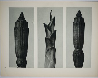Art Forms in Nature by Karl Blossfeldt, Plate No. 7, 1929