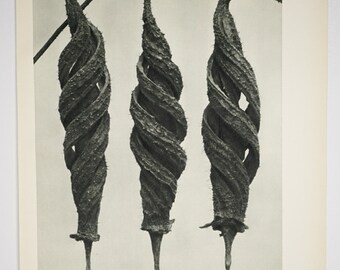 Art Forms in Nature by Karl Blossfeldt, Plate No. 27, 1929