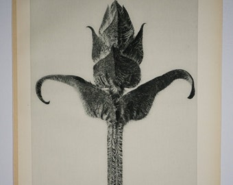 Art Forms in Nature by Karl Blossfeldt, Plate No. 87, 1929