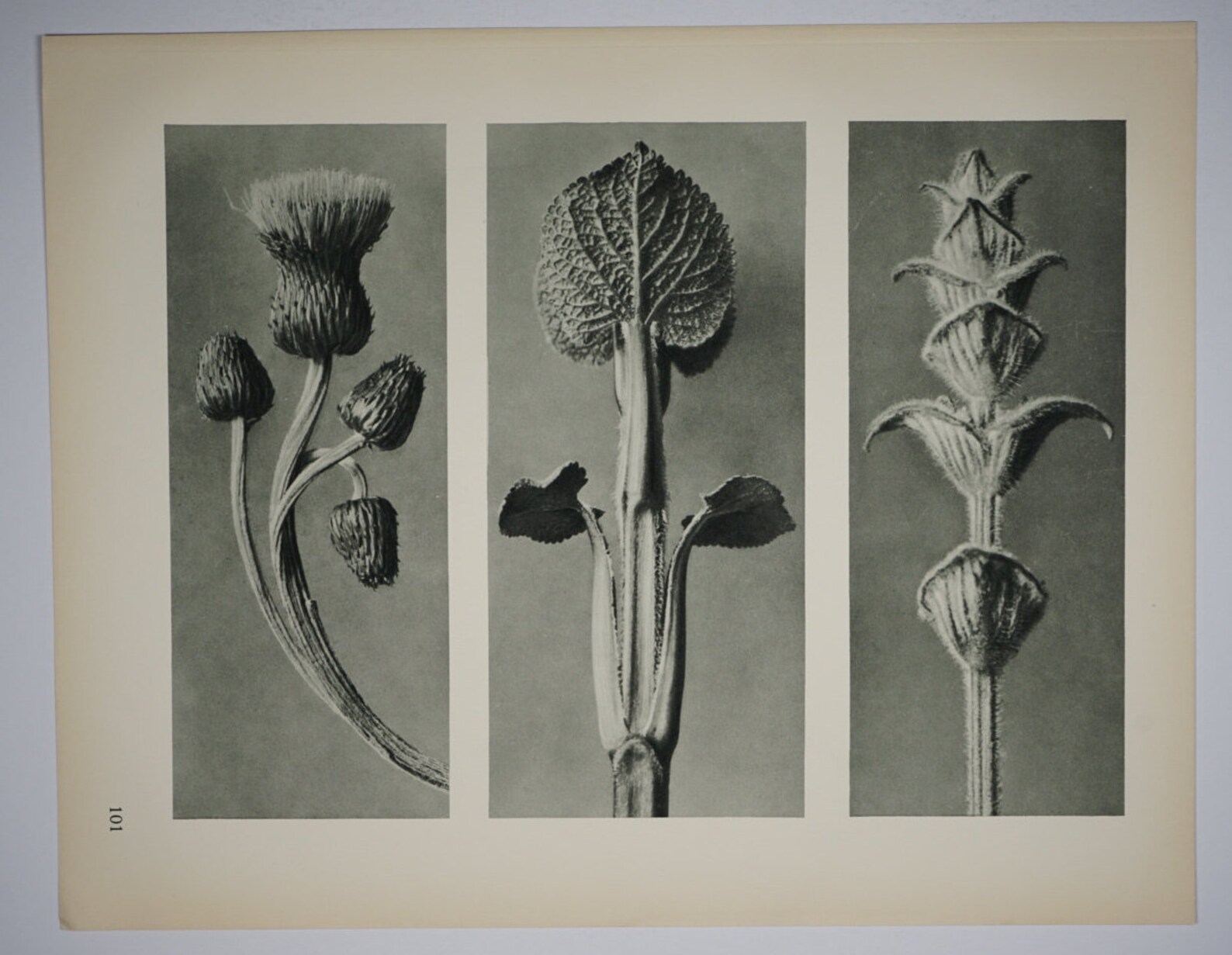 Art Forms in Nature by Karl Blossfeldt Plate No. 101 1929 | Etsy