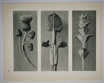 Art Forms in Nature by Karl Blossfeldt, Plate No. 101, 1929